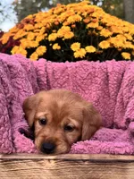 Pink Collar, a female Goldador for sale in Anderson, IN – 3 of 8