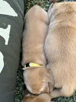 Yellow Collar, a female Goldador for sale in Anderson, IN – 2 of 7