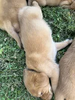 Black Collar, a male Goldador for sale in Anderson, IN – 2 of 9