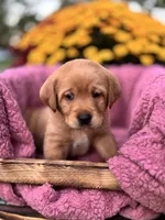 Green Collar , a male Goldador for sale in Anderson, IN – 4 of 8