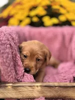 Yellow Collar, a female Goldador for sale in Anderson, IN – 3 of 7