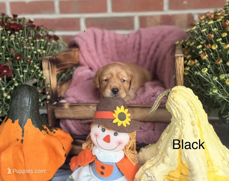 Black Collar – Goldador puppy for sale in Anderson, IN