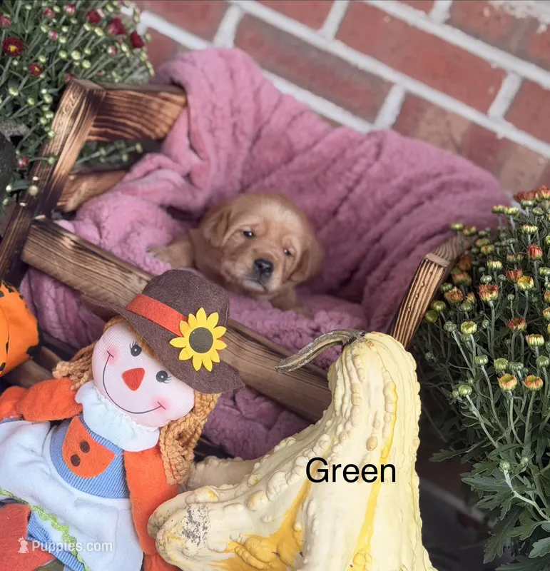 Green Collar  – Goldador puppy for sale in Anderson, IN