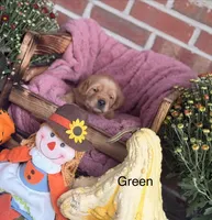 Green Collar , a male Goldador for sale in Anderson, IN – 1 of 8