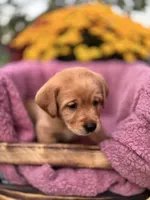 Green Collar , a male Goldador for sale in Anderson, IN – 3 of 8