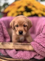 Green Collar , a male Goldador for sale in Anderson, IN – 6 of 8
