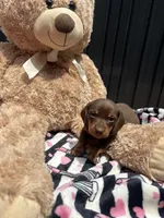 Reesie, a male Miniature Dachshund for sale in Austell, GA – 4 of 5