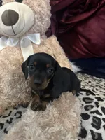 Patty, a female Miniature Dachshund for sale in Austell, GA – Photo 2 of 5