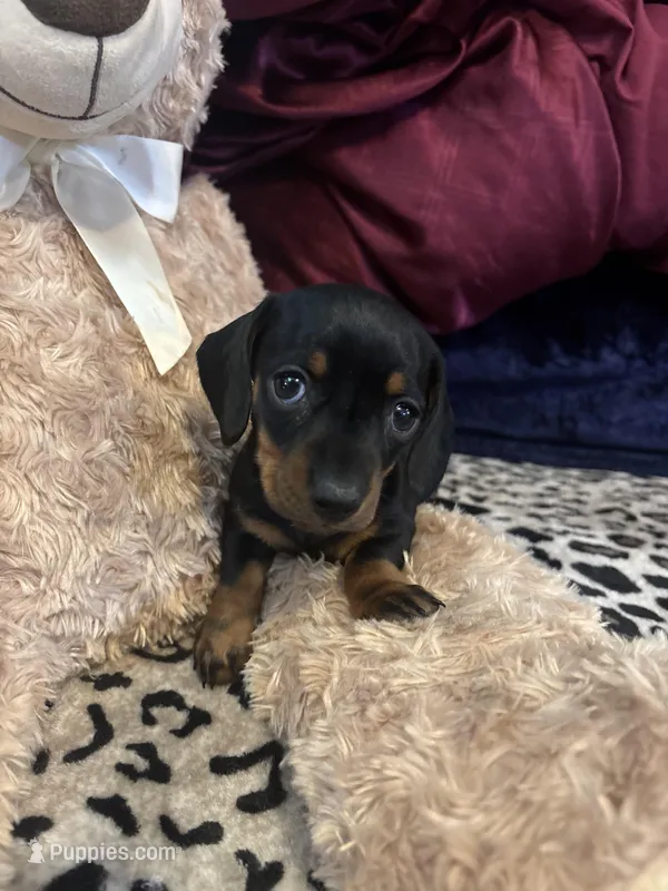 Patty – Miniature Dachshund puppy for sale in Austell, GA