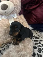 Patty, a female Miniature Dachshund for sale in Austell, GA – Photo 5 of 5