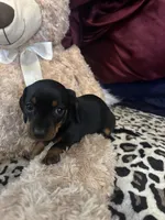 Patty, a female Miniature Dachshund for sale in Austell, GA – Photo 3 of 5