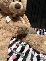 Daisy, a female Miniature Dachshund for sale in Austell, GA – 5 of 5