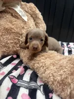 Lily, a female Miniature Dachshund for sale in Austell, GA – 1 of 3
