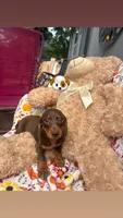 Reesie update , a male Miniature Dachshund for sale in Austell, GA – 3 of 3