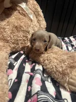 Dylan, a male Miniature Dachshund for sale in Austell, GA – 3 of 5