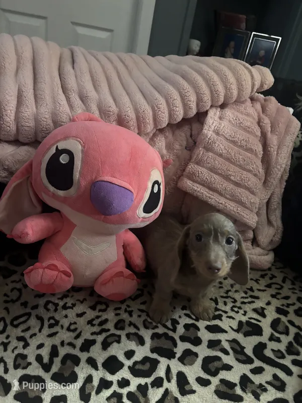 Sparkles – Miniature Dachshund puppy for sale in Austell, GA
