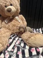 Dylan, a male Miniature Dachshund for sale in Austell, GA – 2 of 5