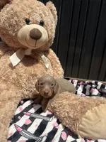 Daisy, a female Miniature Dachshund for sale in Austell, GA – 1 of 5
