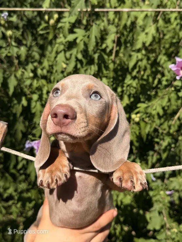 Dylan updated  – Miniature Dachshund puppy for sale in Austell, GA