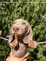 Dylan updated , a male Miniature Dachshund for sale in Austell, GA – 1 of 4