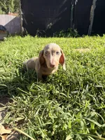 Dylan updated , a male Miniature Dachshund for sale in Austell, GA – 2 of 4