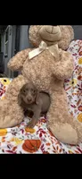 Daisy update , a female Miniature Dachshund for sale in Austell, GA – 2 of 5