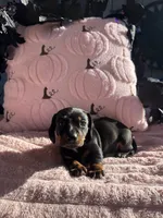 Spooky , a male Miniature Dachshund for sale in Austell, GA – 2 of 4
