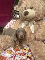Dylan update, a male Miniature Dachshund for sale in Austell, GA – 3 of 4