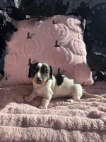 Lali, a female Miniature Dachshund for sale in Austell, GA – 3 of 4