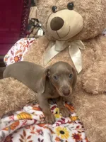 Dylan update, a male Miniature Dachshund for sale in Austell, GA – 2 of 4