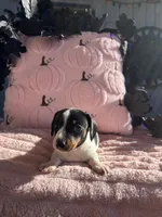Lali, a female Miniature Dachshund for sale in Austell, GA – 4 of 4