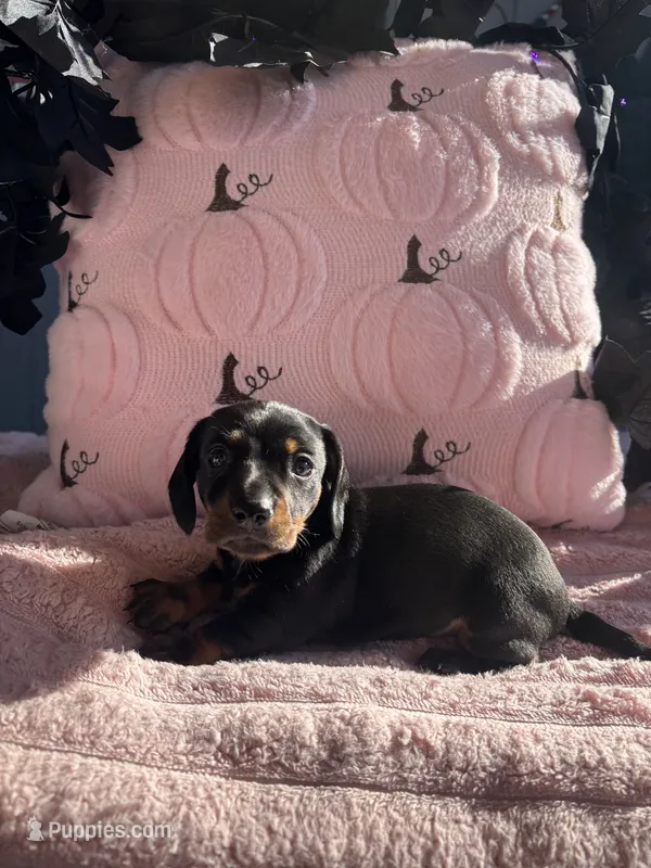 Spooky  – Miniature Dachshund puppy for sale in Austell, GA
