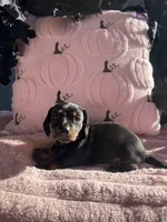 Spooky , a male Miniature Dachshund for sale in Austell, GA – 1 of 4