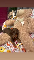 Reesie update , a male Miniature Dachshund for sale in Austell, GA – 2 of 3