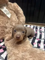 Lily, a female Miniature Dachshund for sale in Austell, GA – 2 of 3