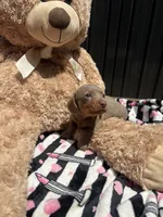 Daisy, a female Miniature Dachshund for sale in Austell, GA – 3 of 5