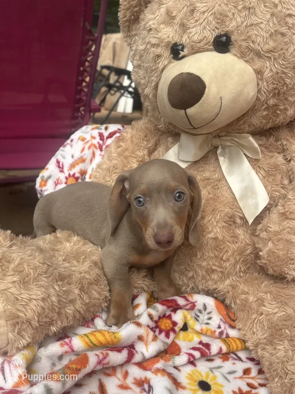 Dylan update – Miniature Dachshund puppy for sale in Austell, GA