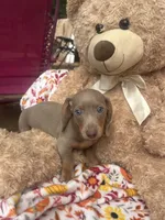 Dylan update, a male Miniature Dachshund for sale in Austell, GA – 1 of 4