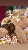 Reesie update , a male Miniature Dachshund for sale in Austell, GA – 1 of 3