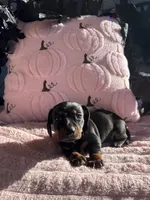 Spooky , a male Miniature Dachshund for sale in Austell, GA – 3 of 4
