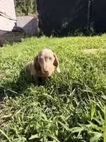 Dylan updated , a male Miniature Dachshund for sale in Austell, GA – 3 of 4