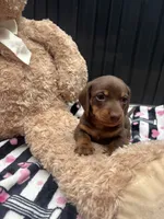 Reesie, a male Miniature Dachshund for sale in Austell, GA – 2 of 5