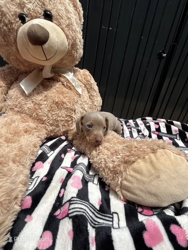 Dylan – Miniature Dachshund puppy for sale in Austell, GA