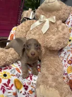 Daisy update , a female Miniature Dachshund for sale in Austell, GA – 1 of 5
