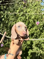 Dylan updated , a male Miniature Dachshund for sale in Austell, GA – 4 of 4