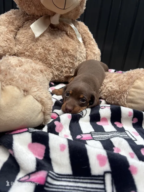 Reesie – Miniature Dachshund puppy for sale in Austell, GA