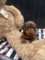Reesie, a male Miniature Dachshund for sale in Austell, GA – 3 of 5