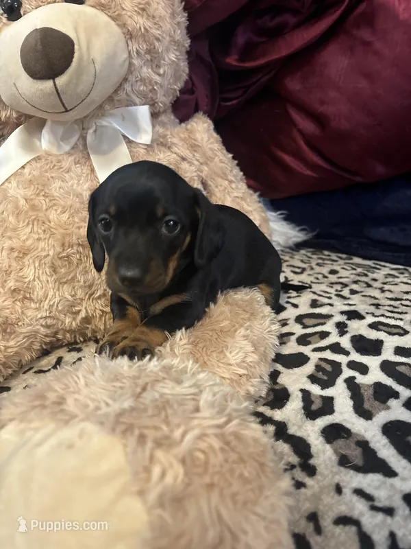 Becca – Miniature Dachshund puppy for sale in Austell, GA