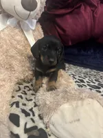 Becca, a female Miniature Dachshund for sale in Austell, GA – Photo 3 of 3