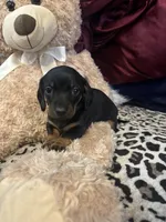 Becca, a female Miniature Dachshund for sale in Austell, GA – Photo 2 of 3